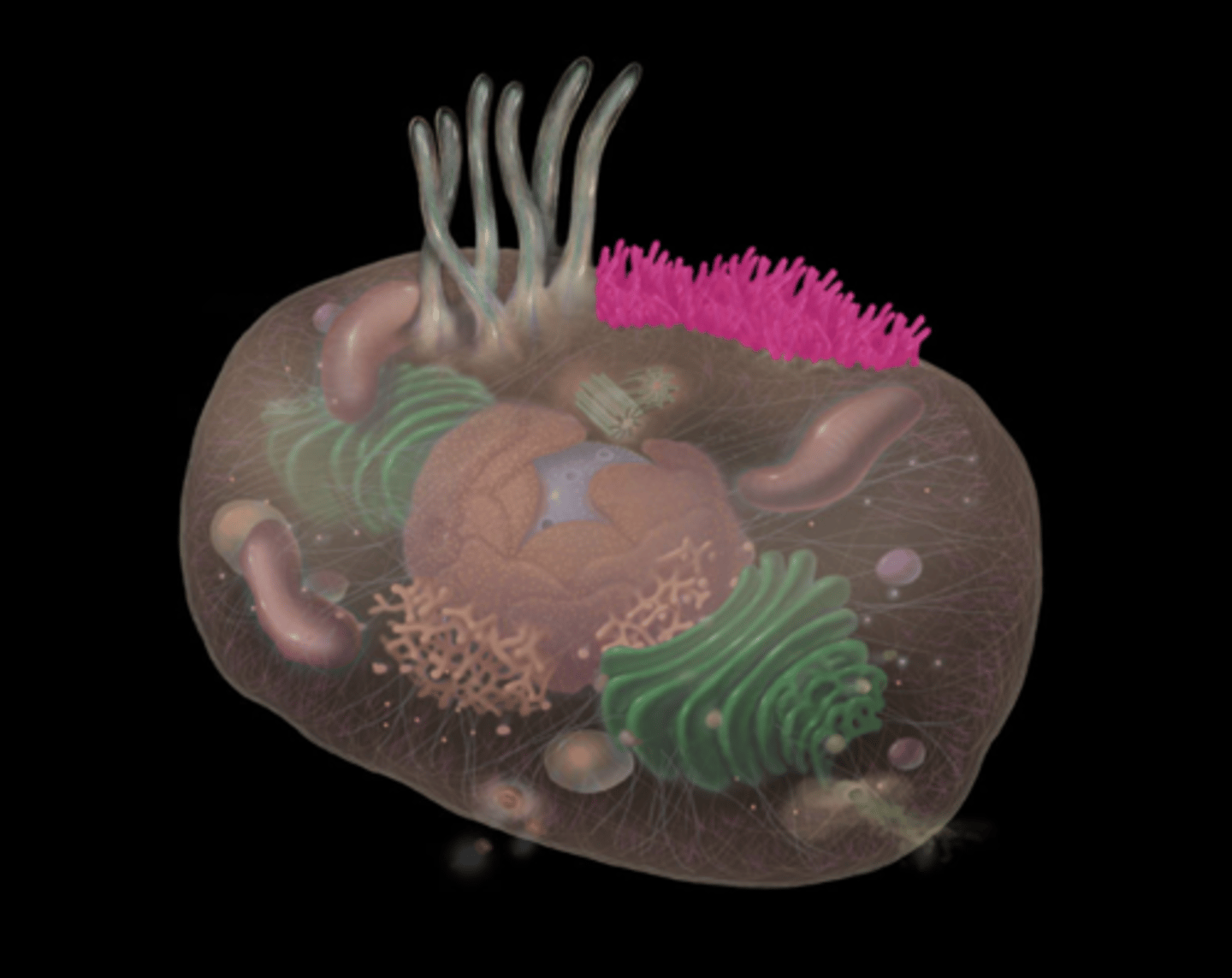 <p>highlighted in pink</p>