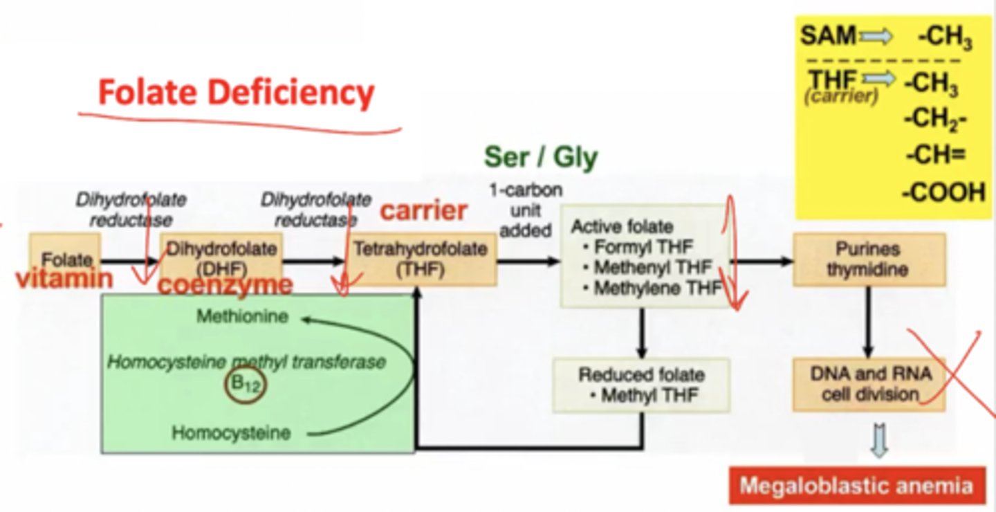 <p>Since folate is unavailable for some reason, the folate cycle is unable to continue. The active folate pool diminishes and leads to an inability to perform DNA and RNA cell division. This leads to megaloblastic anemia, in which RBCs are unable to grow or divide, leading to lack of replication and unusually large blood cells. This can be overcome by folate adminstration.</p>