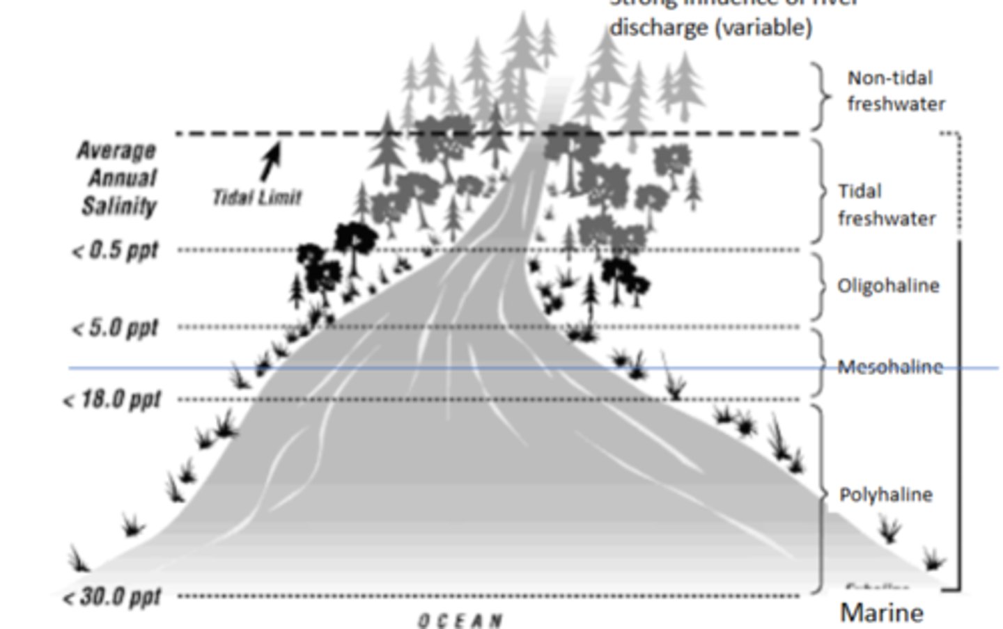 <p>salinity increases with depth</p>