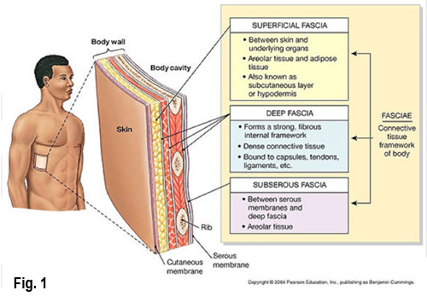 <p>connective tissue layers and wrappings that support and surround organs</p>