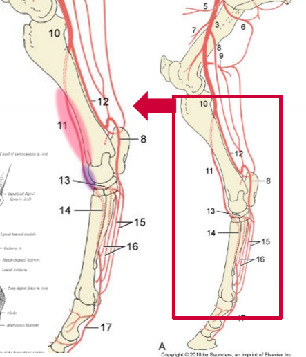<p>Rosa → Lila</p>