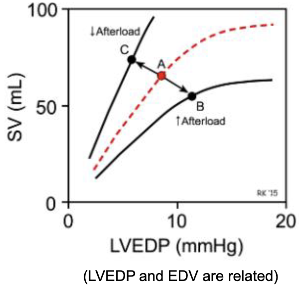 <ul><li><p>high mean arterial blood pressure (MABP) decreases stroke volume (assuming equal contractility and EDV)</p></li><li><p>INCREASED AFTERLOAD = DECREASES SV</p></li><li><p>increased pressure in arteries decreases the ability of ventricles to shorten</p></li><li><p>similar concept to placing a heavier load on skeletal muscle</p></li><li><p>for a healthy heart, afterload plays a minor role compared to other factors affecting CO</p><ul><li><p>dilated cadiomyopathy </p></li></ul></li></ul><p></p>