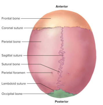 <p>Parietal bones</p>