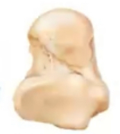 <p><span>cube shaped, made of spongy bone except at the surface where there is thin layer of compact bone, ex. wrist and ankle bones</span></p>