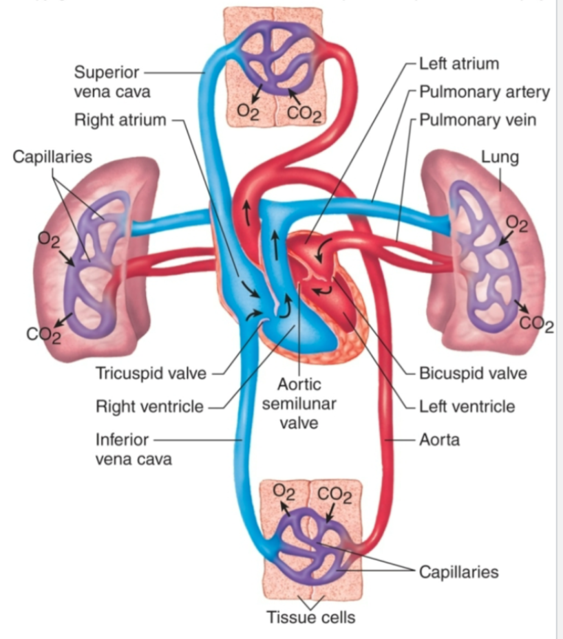 <ol><li><p>Blood</p><ol><li><p>Fluid medium</p><ol><li><p>Cells and plasma</p></li></ol></li></ol></li><li><p>Heart</p><ol><li><p>4 chambered pump (pressure)</p><ol><li><p>Septum divides left and right halves</p></li></ol></li></ol></li><li><p>Blood vessels</p><ol><li><p>Delivery system (tubing)</p><ol><li><p>Arteries, arterioles, capillaries, venules, veins</p></li><li><p>Pulmonary, systemic circulation</p></li></ol></li></ol></li><li><p>Lymphatic system</p><ol><li><p>Lymphatic vessels, lymphoid tissues, lymphatic organs</p></li></ol></li></ol>