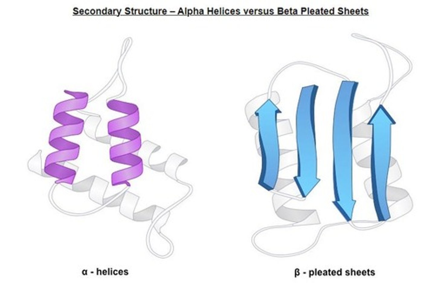<p>Folding patterns like alpha helices and beta sheets.</p>