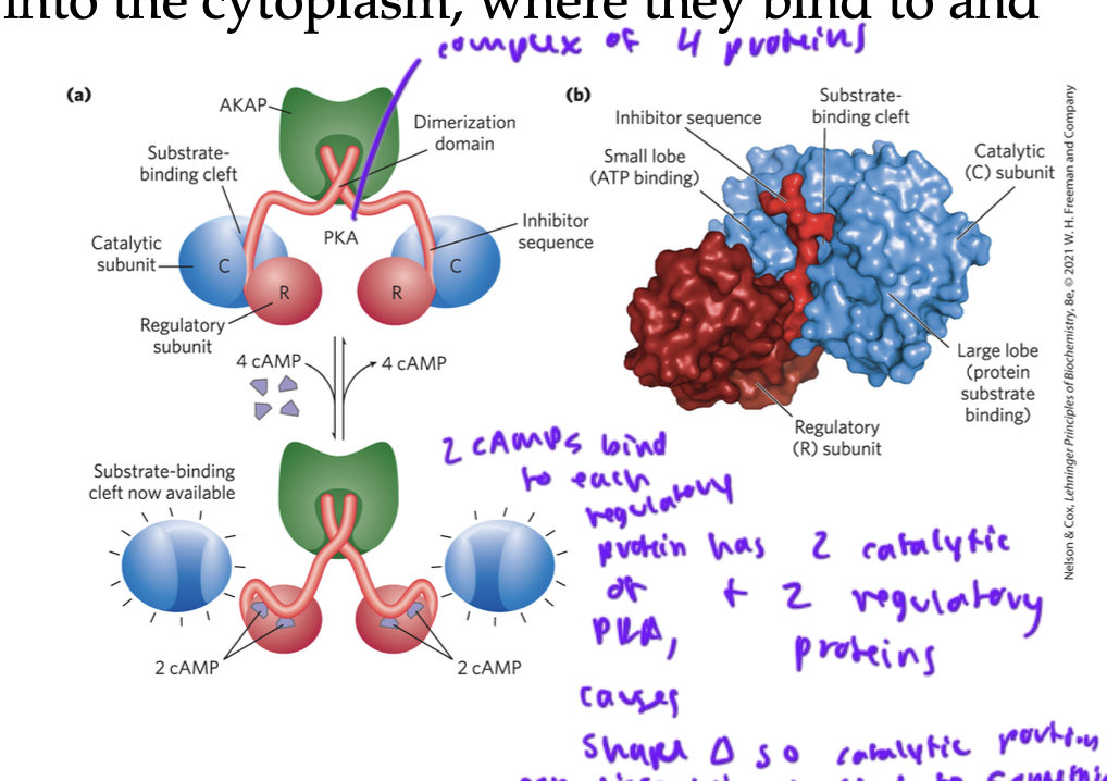 <p>cytoplasm, where they bind to and activate PKAs</p><ul><li><p>two cAMP bind to each regulatory protein of the PKA complex</p></li><li><p>once bound, this causes a shape change so that the two catalytic proteins of the complex can dissociate from the regulatory subunits and bind to something downstream (often activates proteins to trigger breaking down of glycogen in the liver for the sympathetic/ fight or flight response</p></li></ul><p></p>
