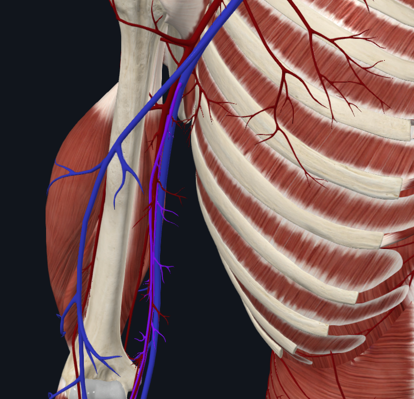 <p>What vein is this</p>