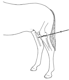 <p>¿Qué precaución se menciona en tomas Caudocraneal o caudal 10°proximal craneodistaloblicua de rodilla?</p>