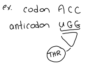 <p>_____: The process of building the primary structure of a protein based on an mRNA template. It is the second stage of gene expression, where the mRNA copy is used to produce a protein (amino acids)</p>
