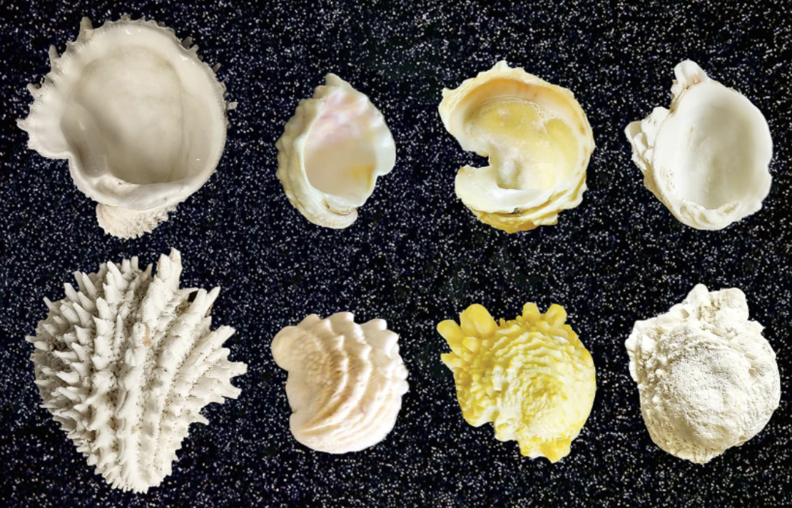 <p>What phylum, class, subclass, infraclass, order, and family is this organism? What is their habitat and feeding?</p>