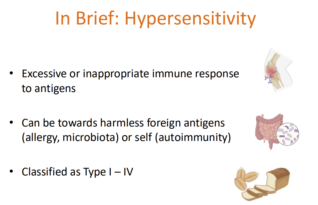 <ul><li><p><strong>Excessive </strong>or <strong>inappropriate </strong>immune response to <strong>antigens</strong> </p></li><li><p>Can be towards <strong>harmless <u>foreign </u>antigens </strong>(allergy, microbiota) or <strong>self </strong>(autoimmunity)</p></li><li><p> Classified as<strong><em> Type I – IV</em></strong></p></li></ul><p></p>