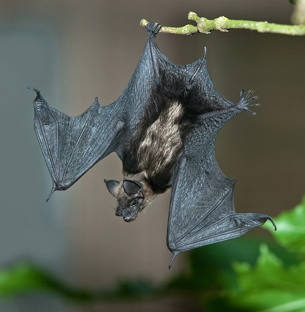 <p><em>Eptesicus nilssonii</em></p>