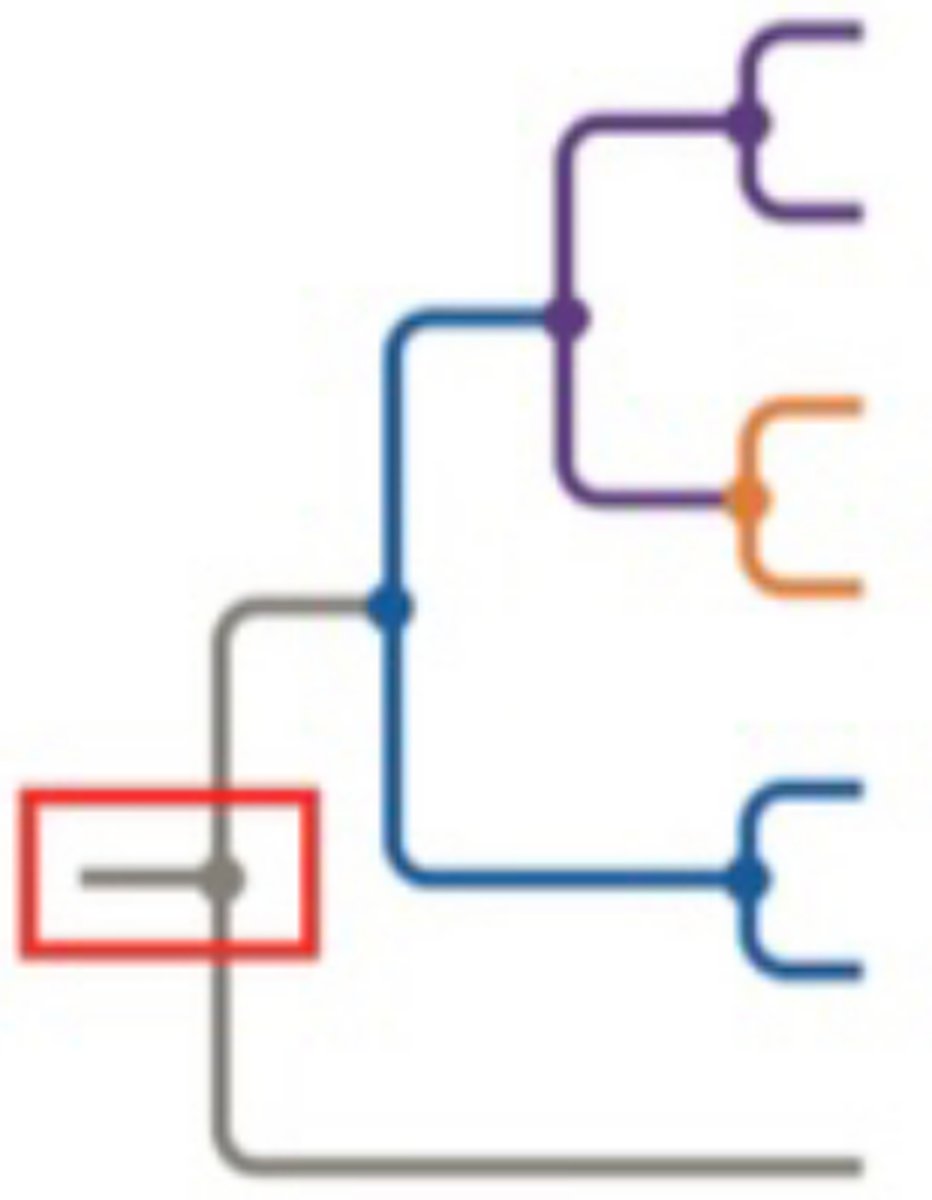 <p>One branch point represents most recent common ancestor of all taxa on the tree</p>