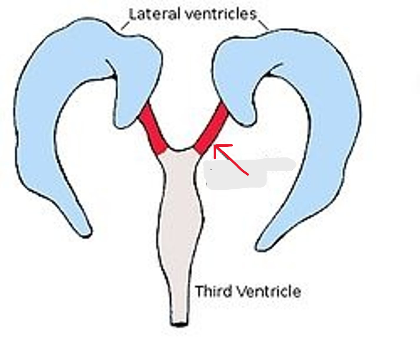 <p>Passageway. Connects top of ram horns to the center</p>