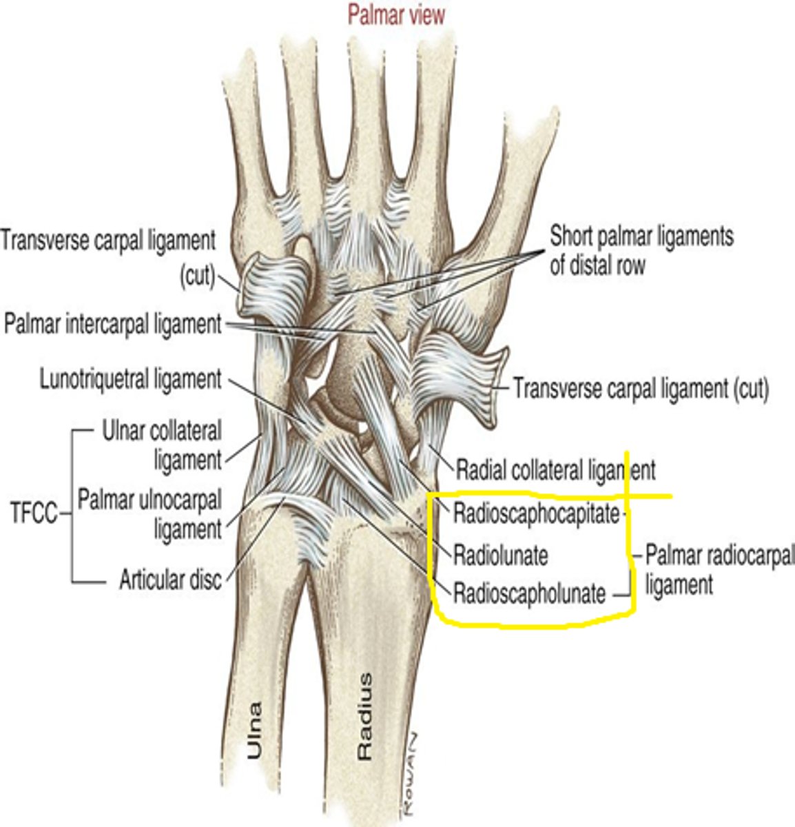 <p>ligament running from the anterior surface of the distal radius to the anterior surface of the carpal bones</p><p>Thick 'sling-like' ligament complex that covers almost the entire volar joint capsules of the</p><p>radiocarpal and midcarpal joints</p><p>Tightens in wrist extension</p>