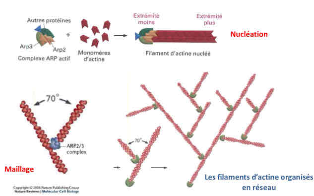 <ul><li><p>complexe rap 2-3 :</p><ul><li><p>assurent la nucléation des MF - amorçage de la polym’</p></li><li><p>assurent l’organisation des mailles</p></li></ul></li><li><p>+ filamine : dimère liant deux MF entrecroisés </p></li></ul>