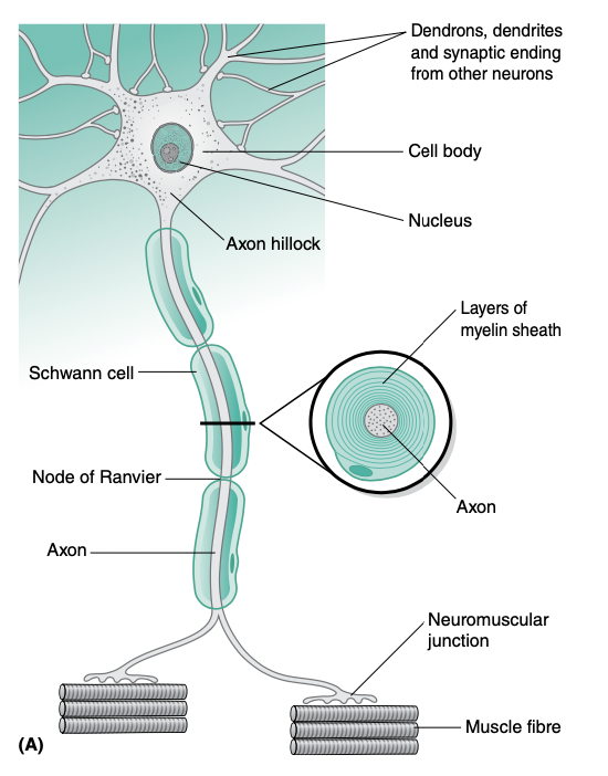 <p>structure of neuron</p>