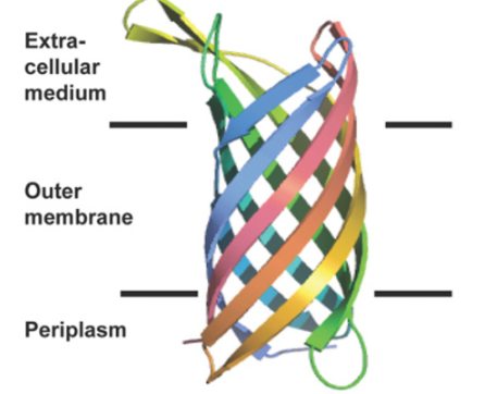 <p><span>The type of transmembrane protein shown in this figure is a ....</span></p>