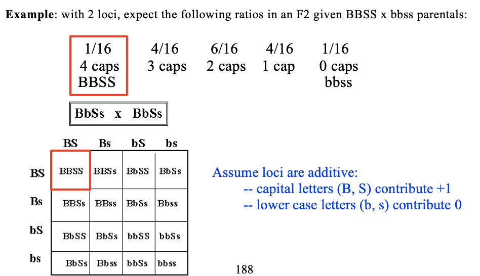 <p>Fisher (1918) – Published a paper showing mathematically that many genes of small  effect could produce biometrical variation. Landmark paper, as it united the  Biometricians and the Mendelians.</p><p>Assume loci are additive:</p><ul><li><p>capital letters (B, S) contribute +1</p></li><li><p>lower case letters (b, s) contribute 0</p></li></ul>