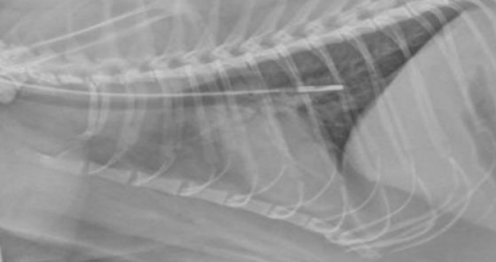 <p>What technique is done with a syringe to ensure that a nasoesophageal/nasogastric tube is placed correctly? If it is negative, it is in the esophagus, if there is air and liquid, it is in the stomach, and if there is only air, it is in the trachea. X-rays (L-L) and injection of 3-5 ml sterile saline/water for injection not under sedation can also be done for confirmation.</p>