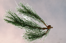 <p><span>A group of plants whose </span><u><span>seeds are enclosed within an </span></u><strong><u><span>ovary.</span></u></strong></p>