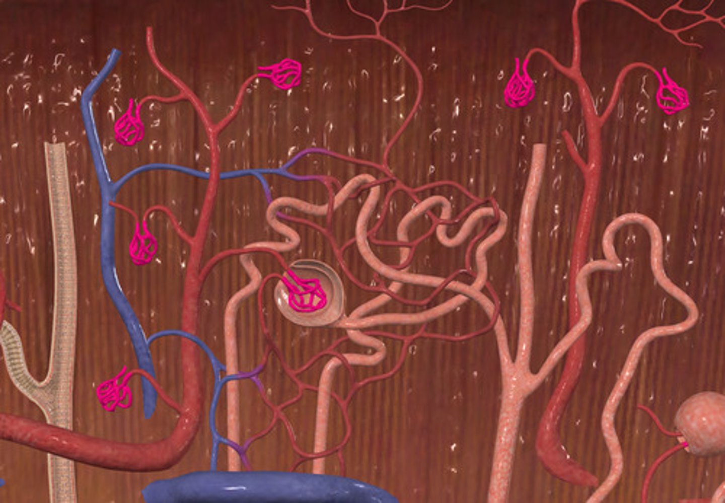 <p>ID Structures Highlighted Pink</p>