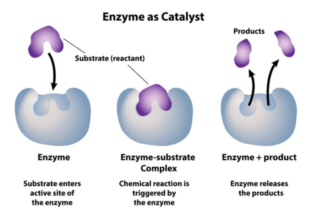 <p>To facilitate catalysis rather than just binding through an “induced-fit” mechanism. An imperfect, flexible fit allows the enzyme to strain the substrate, reduce activation energy, and stabilize the transition state, which would be impossible with a rigid “lock and key” fit</p>