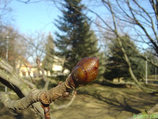 <p><strong><em>Aesculus hippocastanum</em></strong></p><p>Pupeny <strong>vstřícné lepkavé</strong>, nápadné jizvy, koncový pupen největší. Letorosty silné, šedohnědé, lysé, listové jizvy velké, s&nbsp;nápadnými stopami po cévních svazcích.</p>