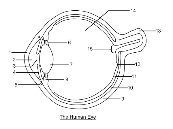 <p>label the parts of the eye</p>
