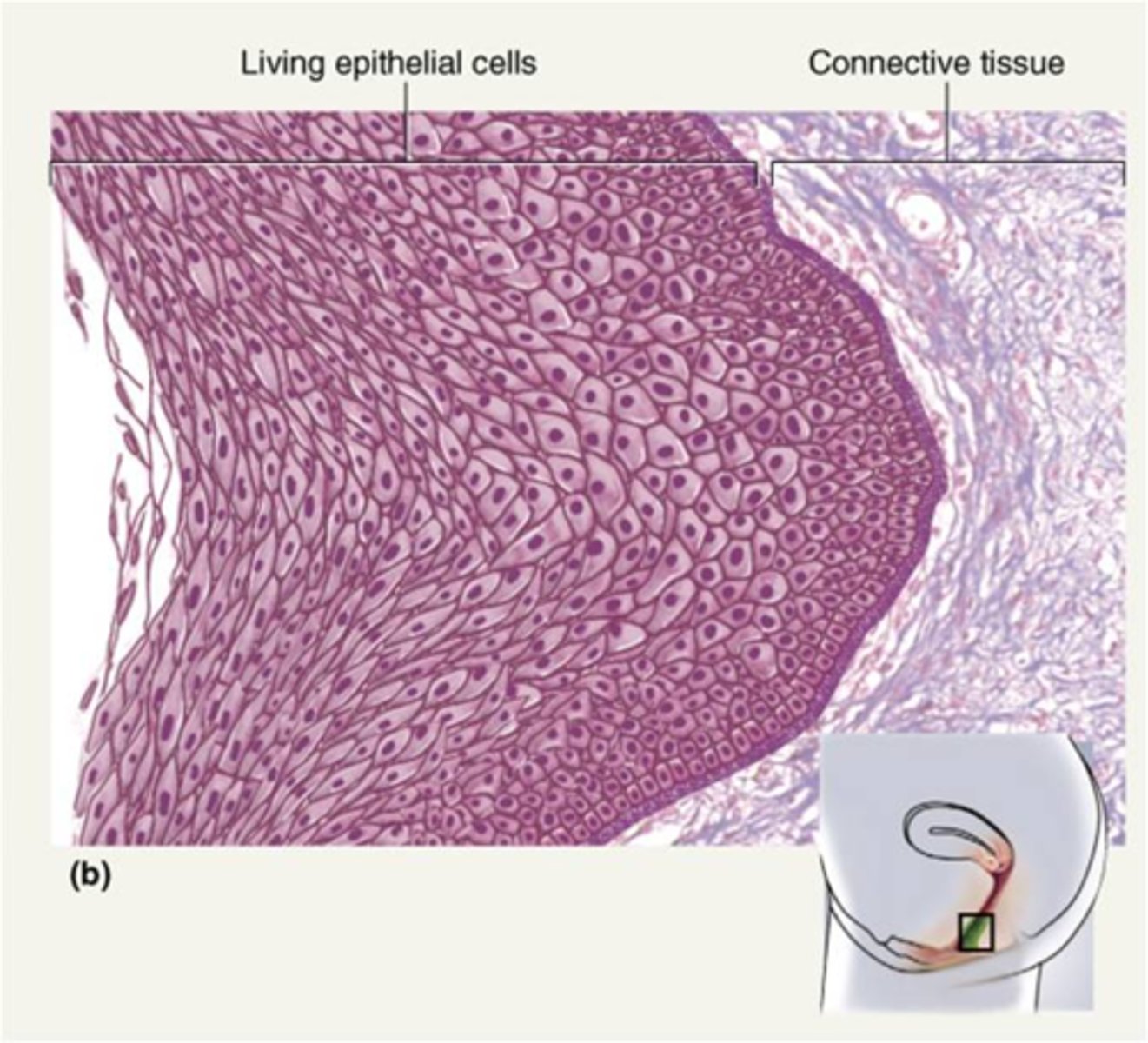 <p>a stratified squamous epithelium that does not contain a superficial layer of dead cells.</p><p>All layers including the most superficial layer of cells contain nuclei.</p><p>This tissue is good at resisting abrasion but lacks the ability to resist desiccation, so it is found in places where the surface is covered by a layer of mucus.</p>