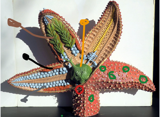 <p>Gray structure of this Asteroidea?</p>