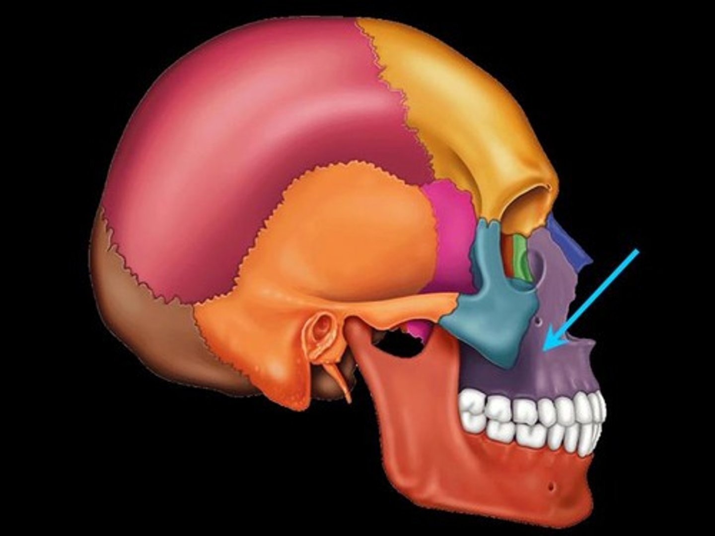 knowt flashcard image