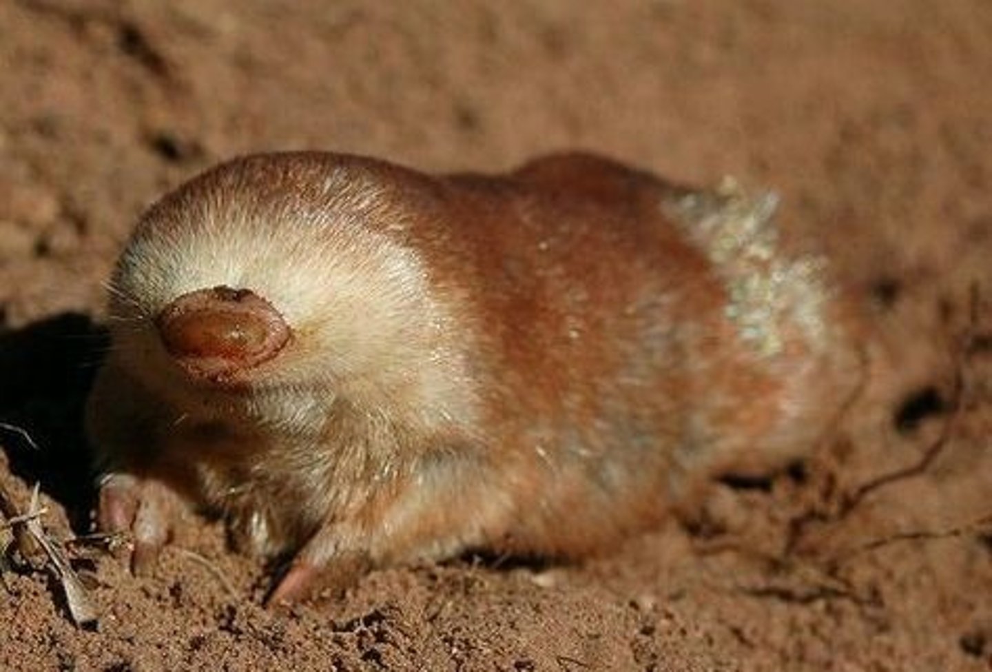 <p>Marsupial moles</p>