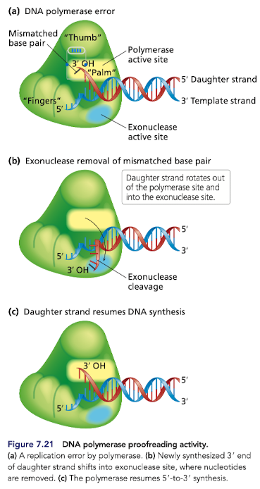 <p>Feature of most DNA pols taht momentarily stops and reverses replication to remove an incorrect nucleotide and replace it with the correct nucleotide </p><ul><li><p>many have 3’ to 5’ <strong><em>exonuclease activity </em></strong></p></li><li><p>incorrect nucleotide is excised and replication continues </p></li></ul>
