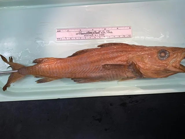 <p>What fish is this?</p>