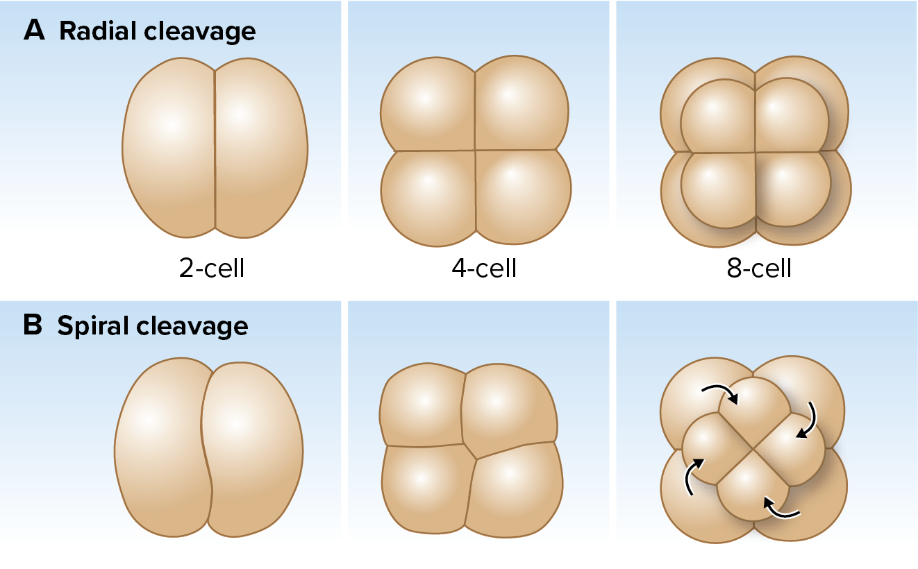 radial vs. spiral cleavage