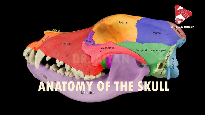 <ul><li><p>Bones</p></li><li><p>Tendons</p></li><li><p>Ligaments</p></li><li><p>Cartilage&nbsp;</p></li></ul><p></p>