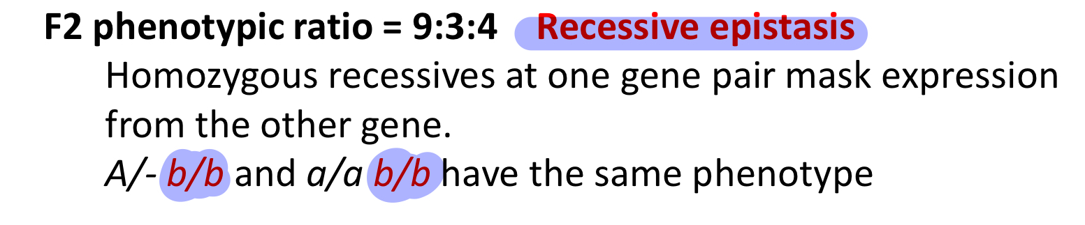 F2 phenotypic ratio 9:3:4 recessive epistasis
-homozygous recessive at one gene pair mask expression from the other gene

**b/b does the masking