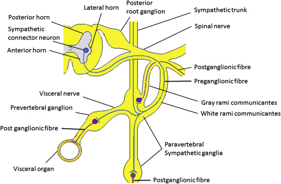 <p>Name the sympathetic chain (trunk)</p>