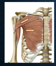 <p>which muscles are these? functions? </p>