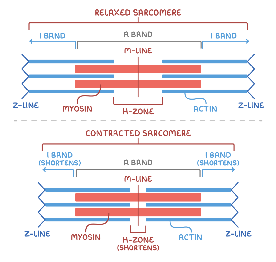 <p><span>Start and end of sarcomere. Individual sarcomeres either arranged in parallel or series. Denoted by Z-line.</span></p>