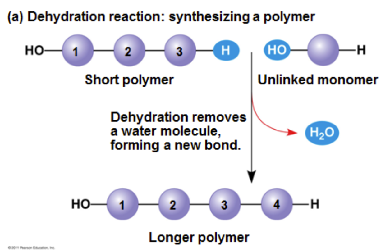 <p>occurs when two monomers bond together through the loss of a water molecule</p><p>An enzyme reaction linking monomers through the loss of hydrogen from one monomer and hydroxide from the other monomer to form a bond whose name varies by macromolecule group</p><p>C – glycosidic linkage</p><p>L – ester linkage</p><p>P – peptide bond</p><p>N – phosphodiester linkage</p>