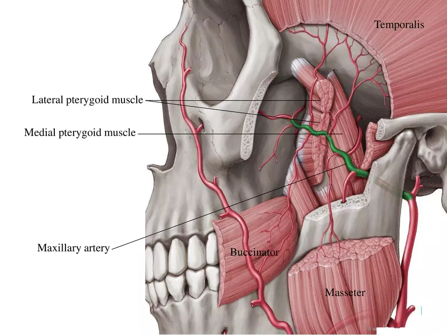<p>Maxillary artery (branch of the external carotid artery)</p>