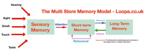 <p>The multi store model begins with processing information from our surroundings. When information is detected by the five senses it is sent to the sensory registers which has a duration of ¼ of a second, but it has a large capacity. There are two main stores in the sensory register: iconic and echoic memory. If attention is paid, the information enters the short-term memory which has a capacity of 5-9 bits and is encoded acoustically. Information is lost after 18-30 seconds unless maintenance rehearsal is carried out and the information is able to be retrieved. If prolonged rehearsal is carried out, the information is passed to LTM which has unlimited capacity and duration and encoded semantically. LTM is able to retrieve information from the STM when it is needed.</p>