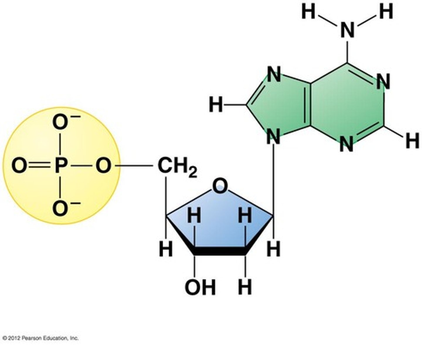<p>Nucleotides (sugar + phosphate + nitrogen base)</p>