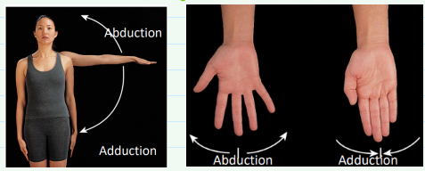 <p><strong>Abduction-</strong> moving a body part away from the body</p><p><strong>Adduction-</strong> moving a body part towards midline</p>