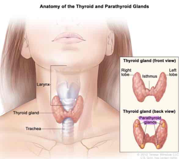 <p><strong><span>Parathyroid gland</span></strong></p>