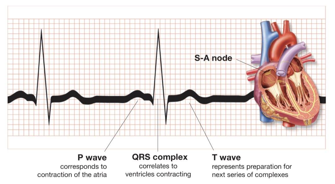 <p>electrocardiogram wave record</p><p>-P wave: corresponds to contraction of the atria</p><p>-QRS complex: correlates to ventricles contracting</p><p>-T wave: represents preparation for next series of complexes</p>