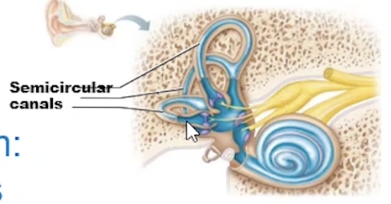 <p>3 fluid filled canals</p><ul><li><p>Equilibrium hair cells respond to the rotational movement of head </p></li><li><p>Hair cells are surrounded by endolymph</p></li><li><p>Angular movement moves the endolymph, bending and distorts hair cells</p></li></ul><p></p>
